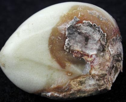 Botrytis porri on garlic clove. Note the watersoaked tissue surrounding the central moldy area. Photo by Melodie Putnam