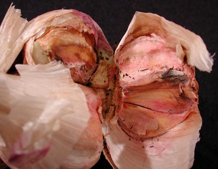 Fusarium sp. in garlic head. Photo by Melodie Putnam