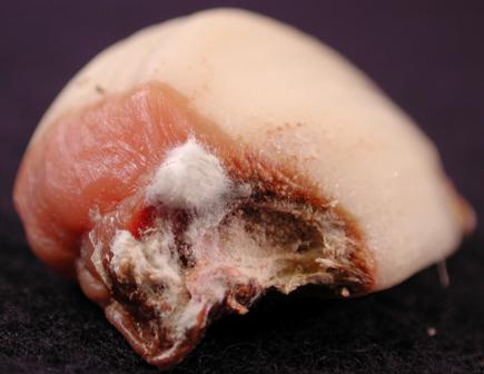 Fusarium infection of garlic clove. Note the watersoaked appearance of the clove, and presence of the fungus. Photo by Melodie Putnam