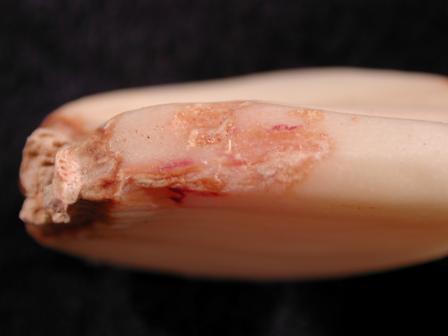 Fusarium sp. on garlic basal plate. Photo by Melodie Putnam