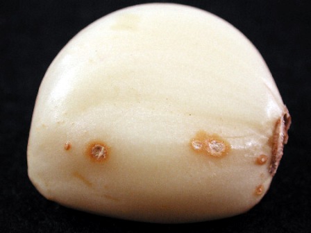 Small Fusarium sp. lesions on garlic clove. Photo by Melodie Putnam