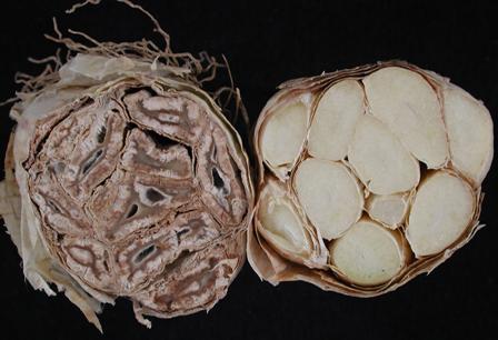 Garlic head totally decayed by Botrytis (left) compared with healthy head. Photo by Melodie Putnam