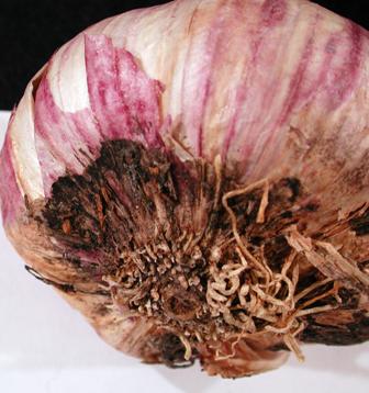 Discoloration of garlic scales due to Embellisia allii. Photo by Melodie Putnam